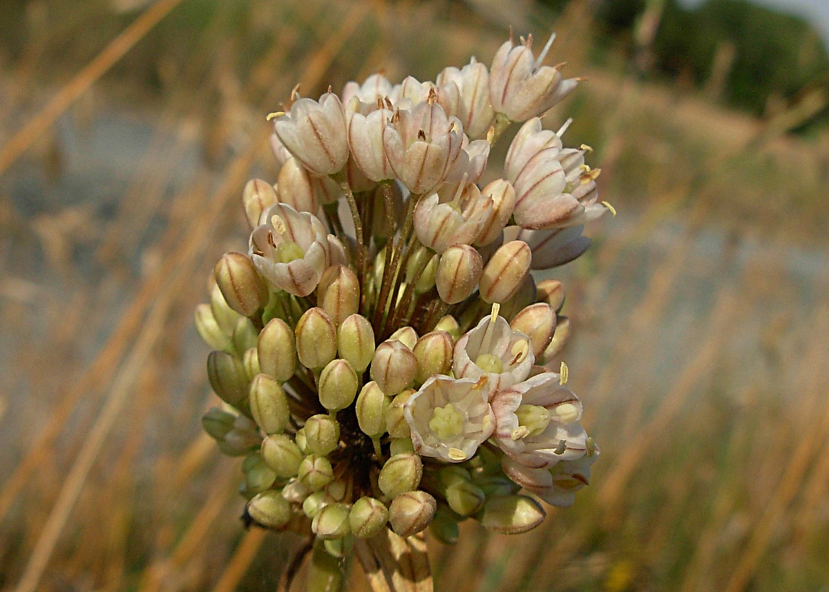 Allium pallens L. / Aglio di Coppoler